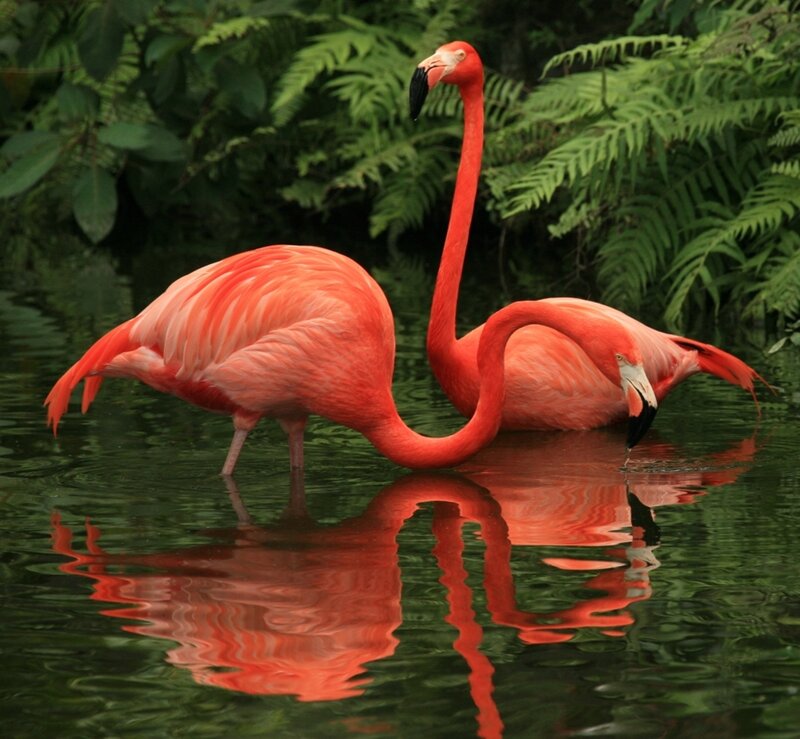 Two Pink Flamingos — Serene, Photograph, Water