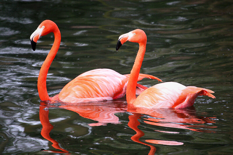 Two Pink Flamingos — Serene