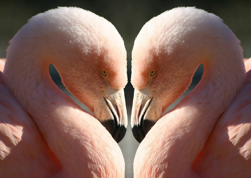 Two Pink Flamingos