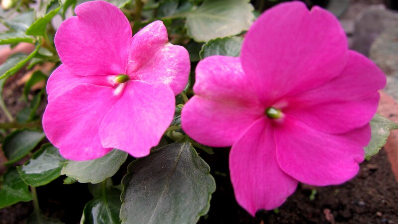Two Pink Flowers — Calm, Photograph