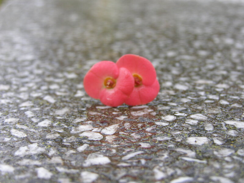 Two Pink Flowers — Calm