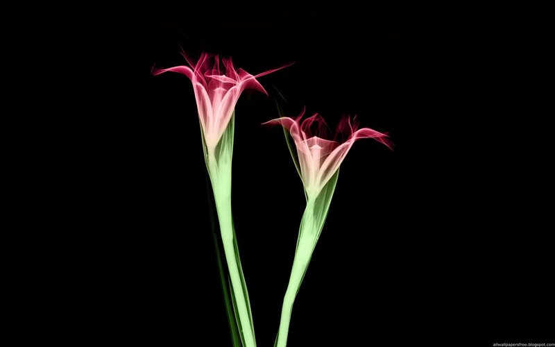 Two Pink Flowers — Dramatic, Digital Art