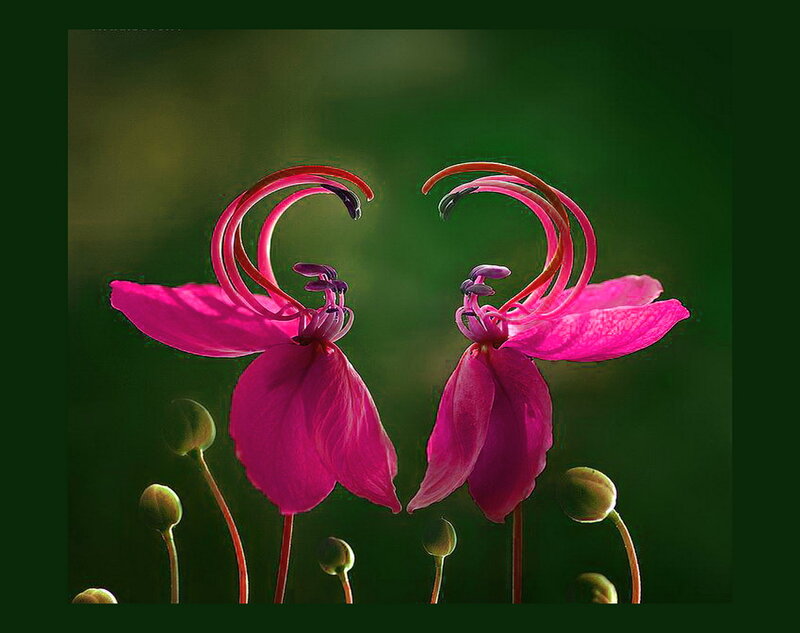 Two Pink Flowers — Dramatic, Photograph, Green Buds