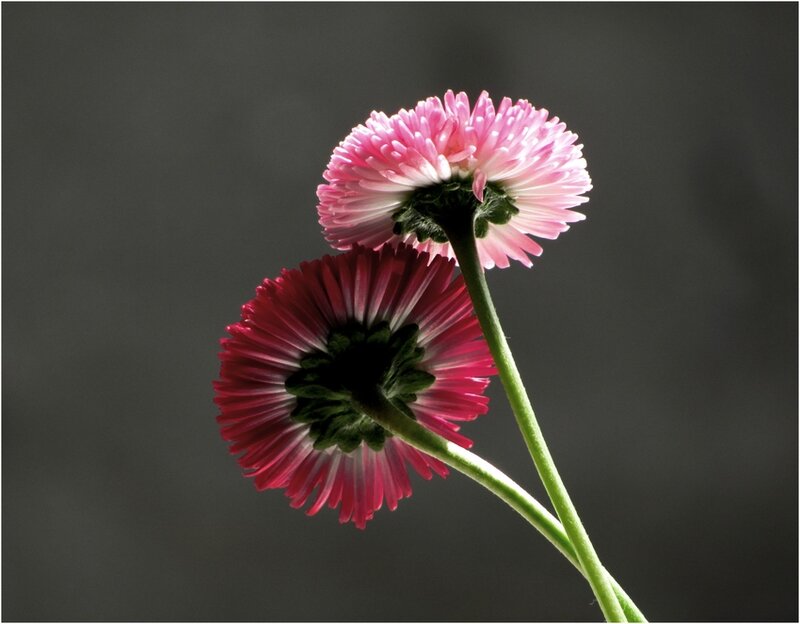Two Pink Flowers — Dramatic