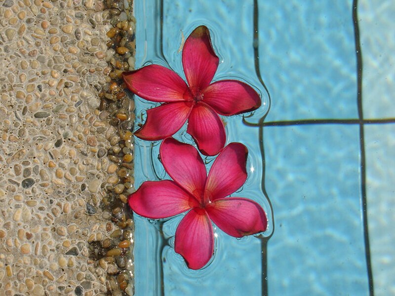 Two Pink Flowers Floating