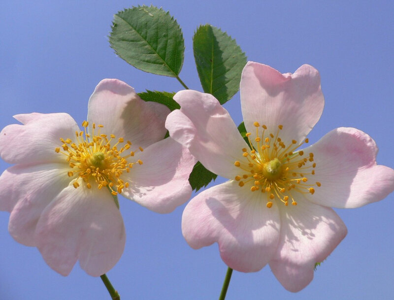 Two Pink Flowers — Serene, Afternoon
