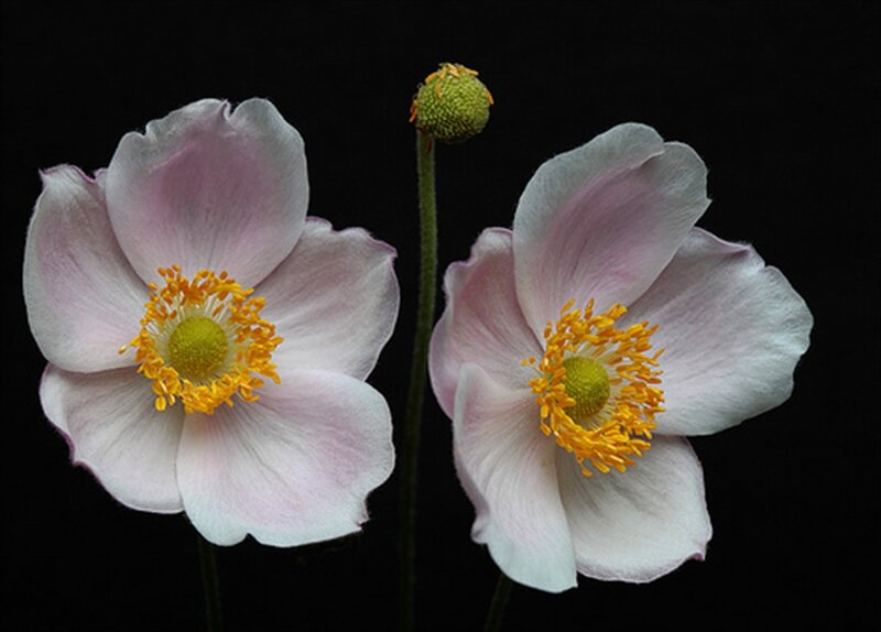 Two Pink Flowers — Serene, Photograph, Flower