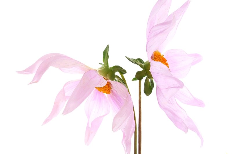 Two Pink Flowers — Serene, Photograph