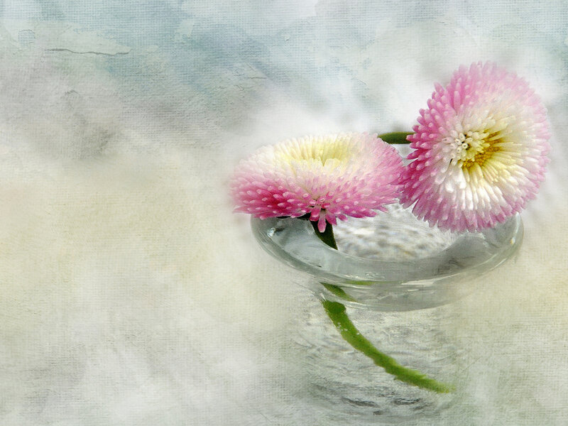 Two Pink Flowers — Serene, Photograph, Vase