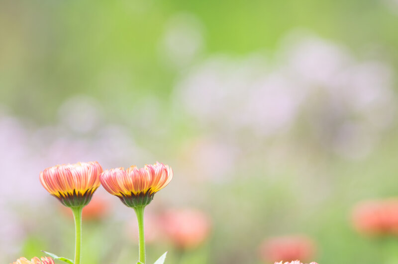Two Pink Flowers — Serene, Spring
