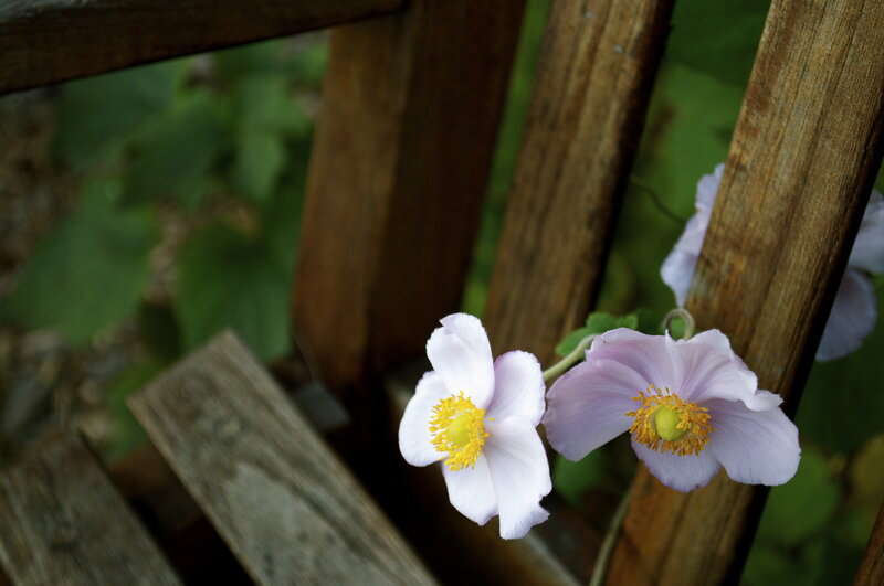 Two Pink Flowers — Serene