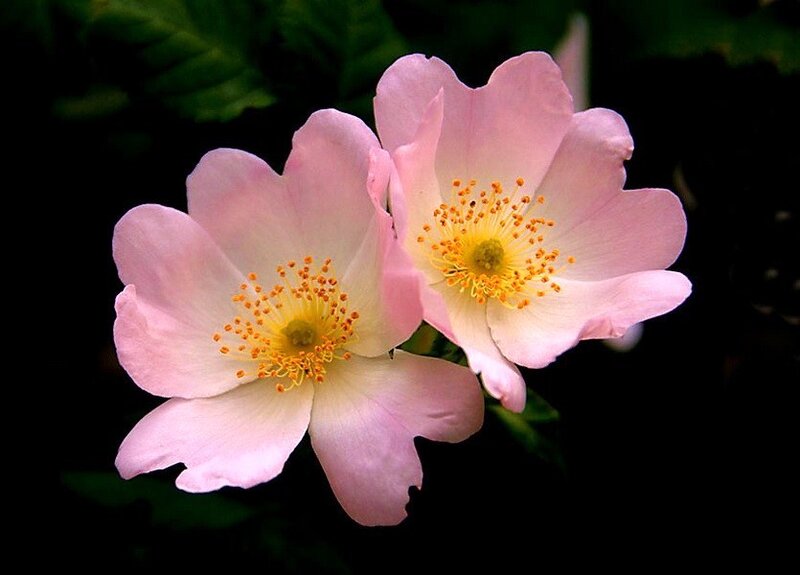 Two Pink Flowers