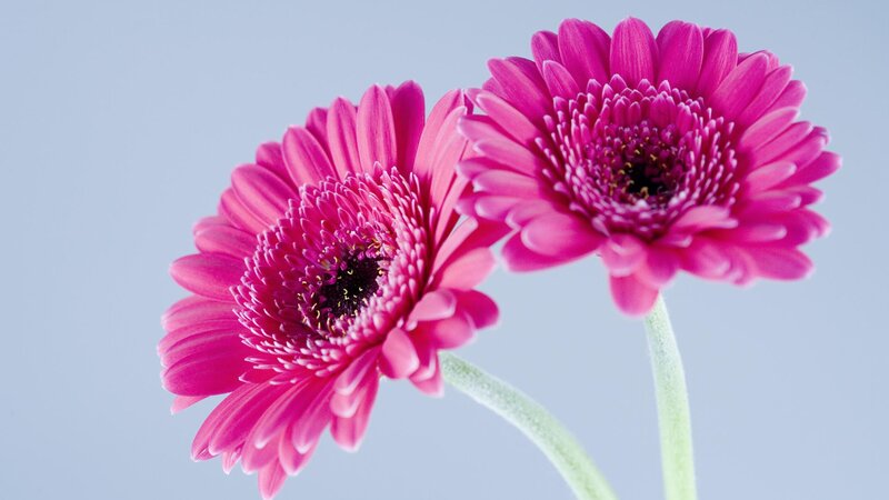Two pink gerbera daisies