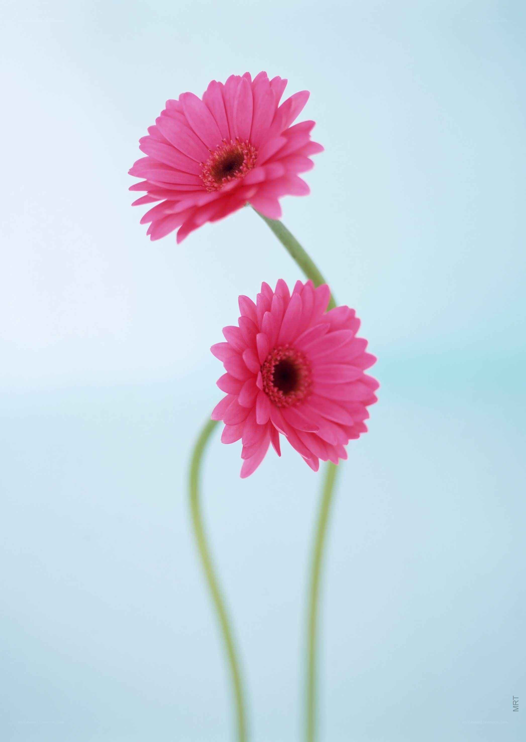 Two pink gerbera daisies