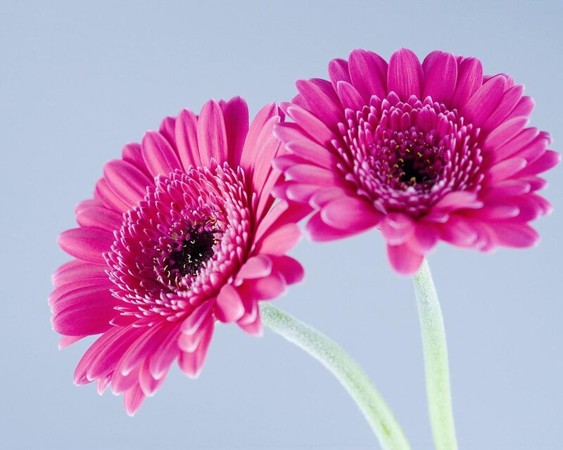 Two pink gerbera daisies