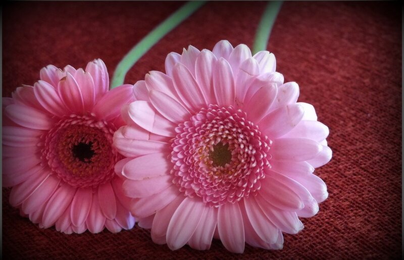 Two Pink Gerbera Daisies — Calm, Photograph, Flower, Stem, Fabric