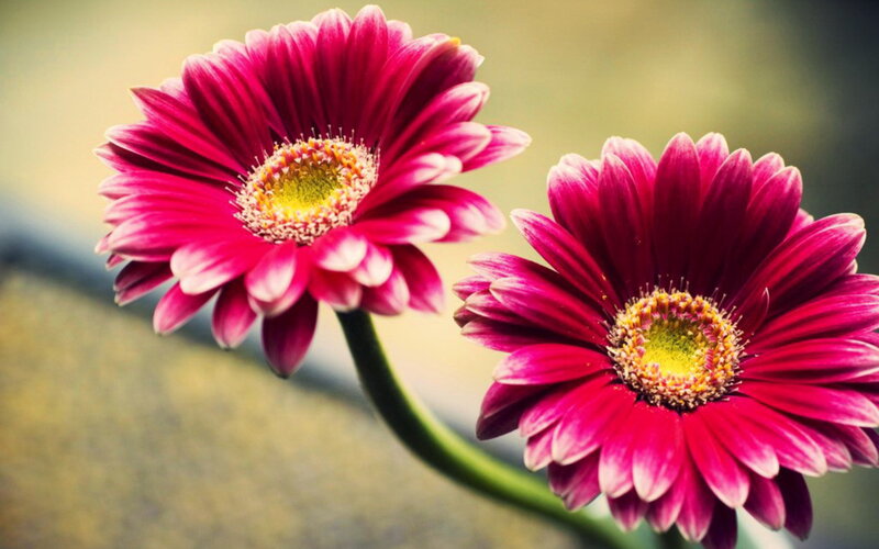 Two Pink Gerbera Daisies — Calm, Photograph, Flower, Stem