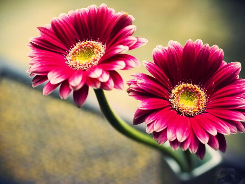 Two Pink Gerbera Daisies — Calm, Photograph, Flower