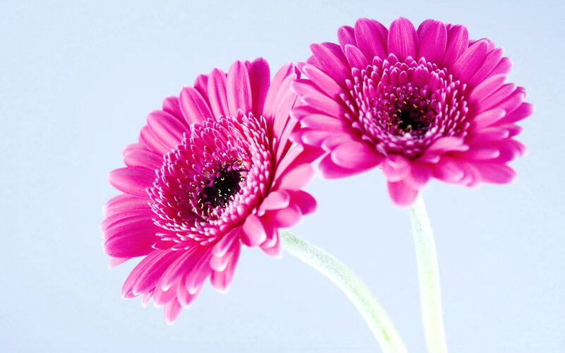 Two Pink Gerbera Daisies — Calm, Photograph, Flowers, Stems, Background