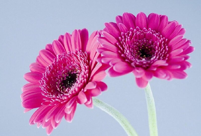 Two Pink Gerbera Daisies — Calm, Photograph, Flowers, Stems