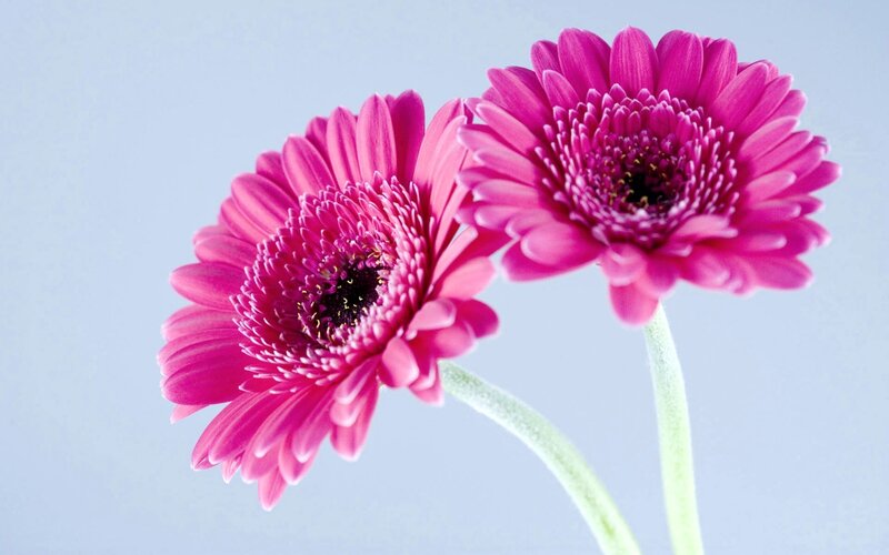 Two Pink Gerbera Daisies — Calm, Photograph, Flowers