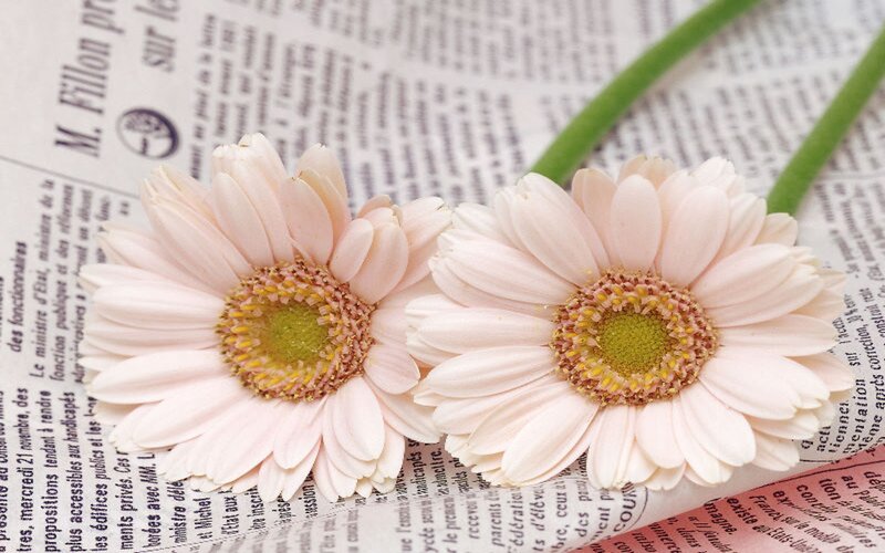 Two Pink Gerbera Daisies — Calm, Photograph, Newspaper