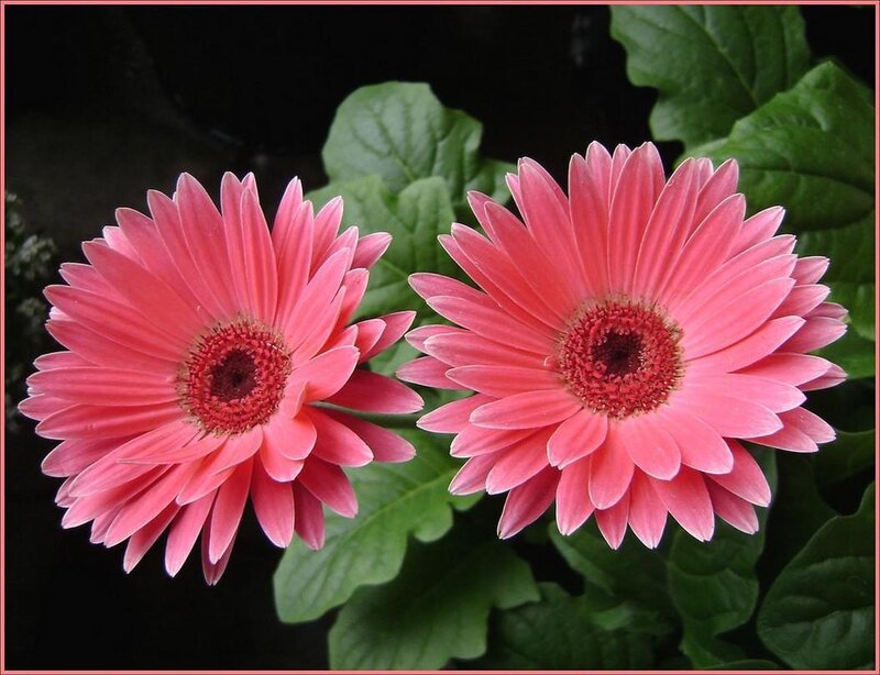 Two Pink Gerbera Daisies — Calm, Photograph