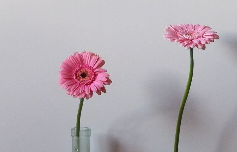 Two Pink Gerbera Daisies — Calm, Photograph, Vase, Stem