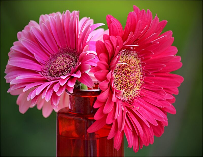 Two Pink Gerbera Daisies — Calm, Photograph, Vase