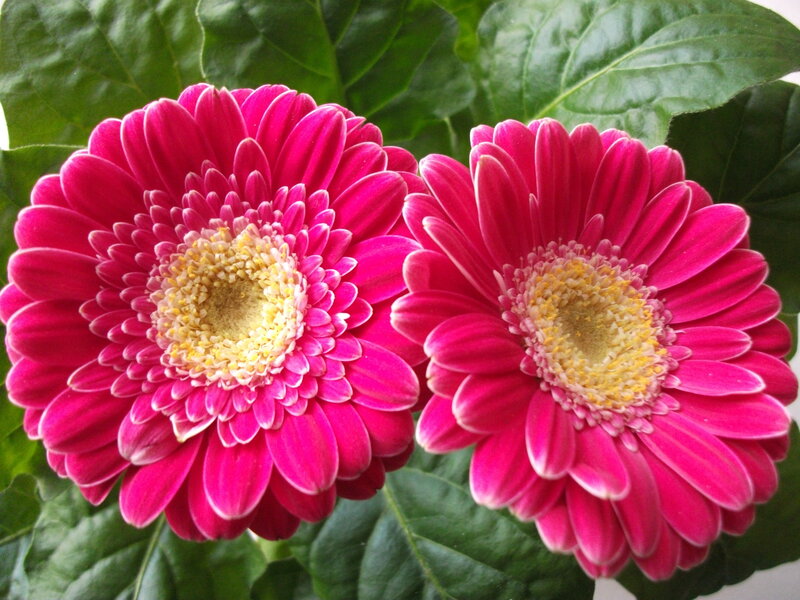 Two Pink Gerbera Daisies — Calm
