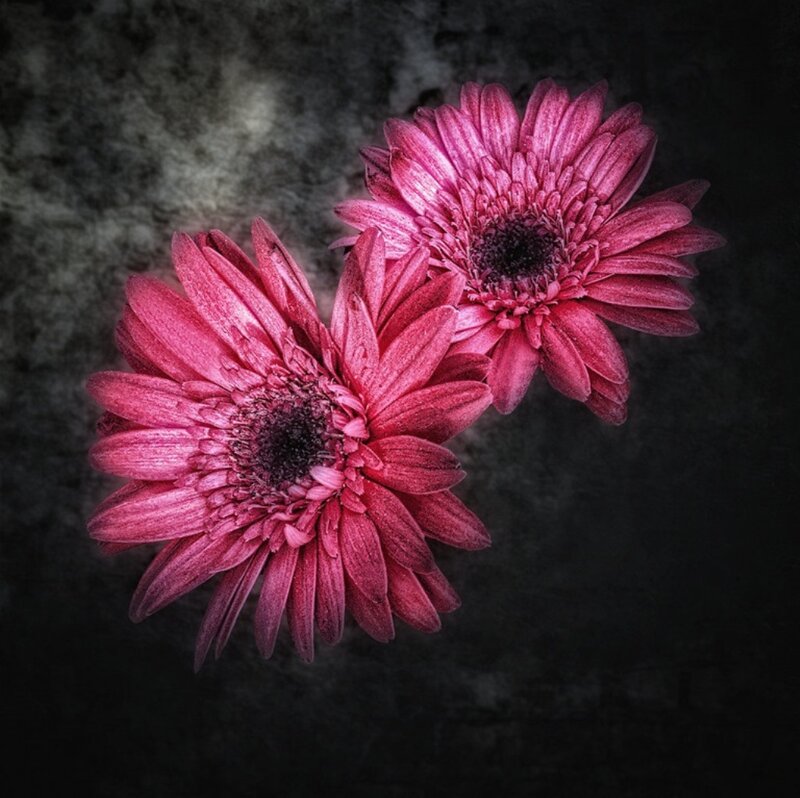 Two Pink Gerbera Daisies — Dramatic, Photograph, Dark Background