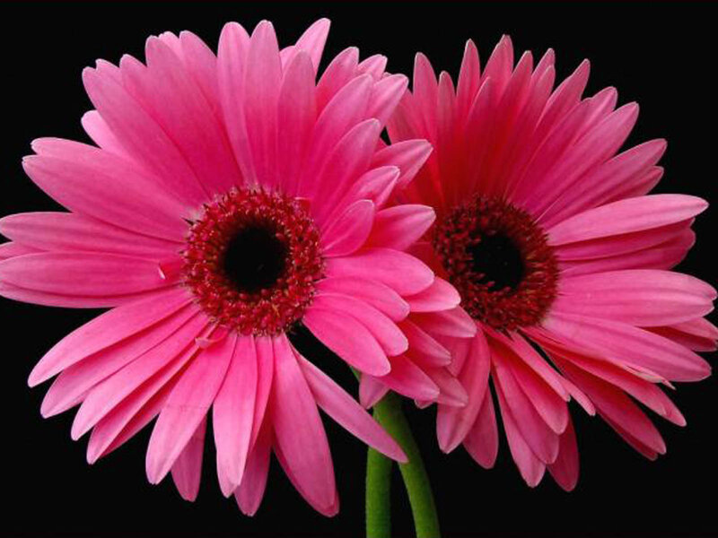 Two Pink Gerbera Daisies — Dramatic, Photograph, Flower, Stem