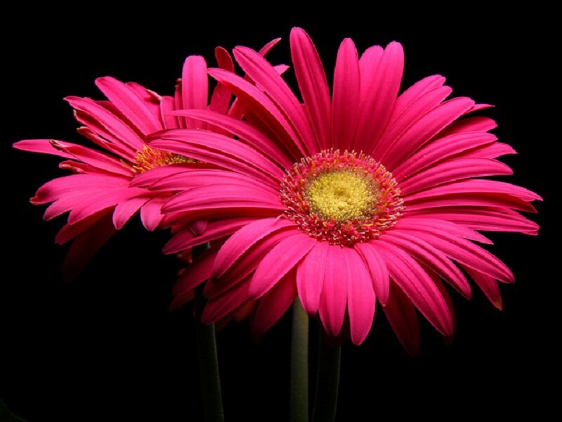 Two Pink Gerbera Daisies — Dramatic, Photograph, Flower