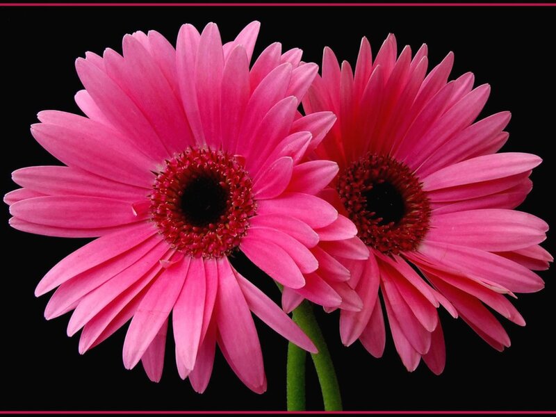 Two Pink Gerbera Daisies — Dramatic, Photograph