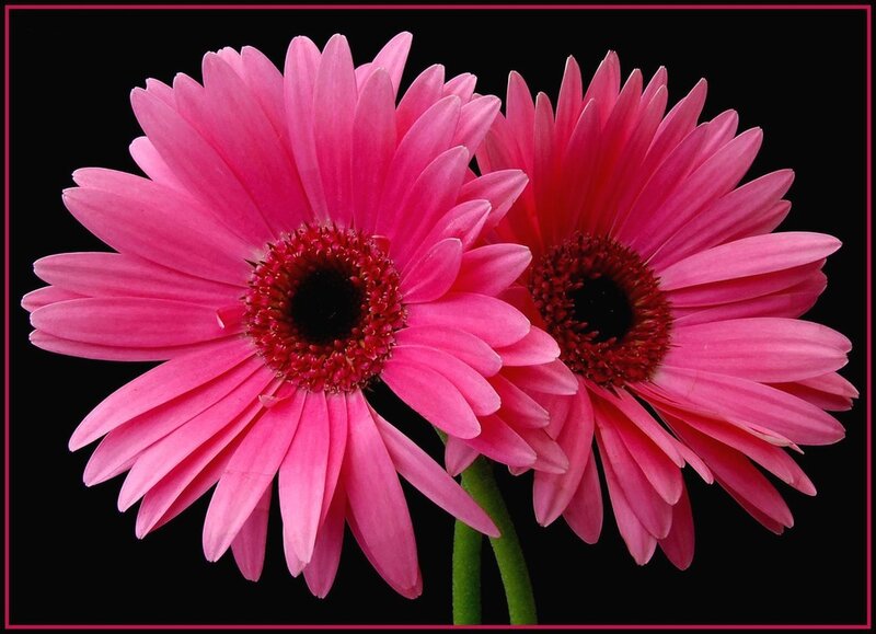 Two Pink Gerbera Daisies — Dramatic