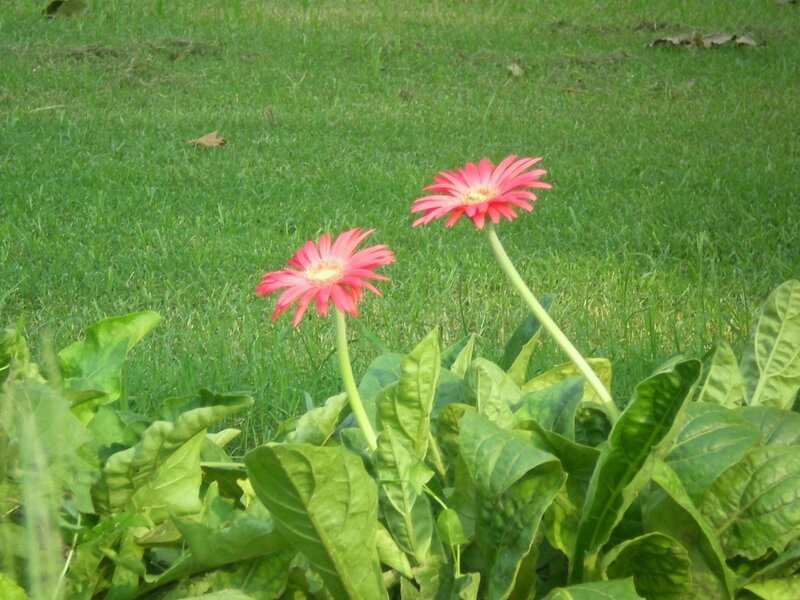 Two Pink Gerbera Daisies — Green