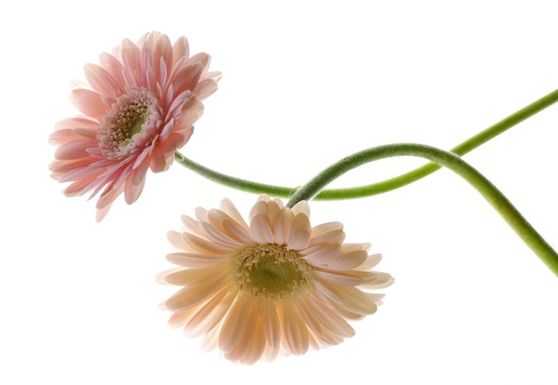 Two Pink Gerbera Daisies — Serene