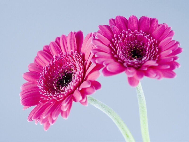 Two pink gerbera daisies