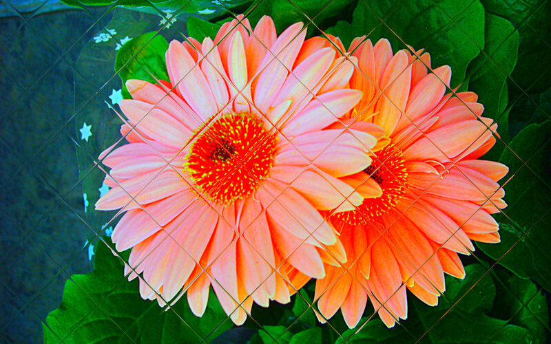 Two Pink Gerbera Daisies — Vibrant