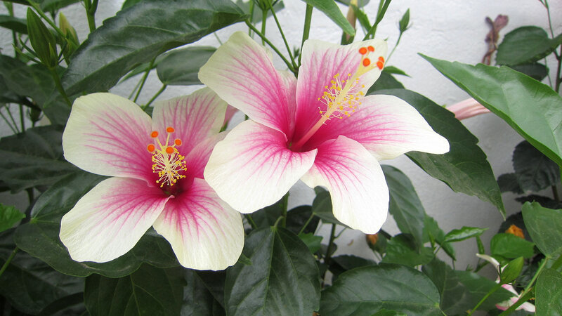Two Pink Hibiscus Flowers