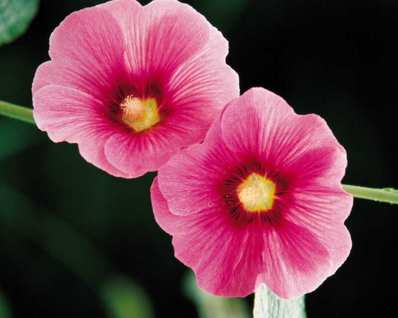 Two Pink Hollyhock Flowers