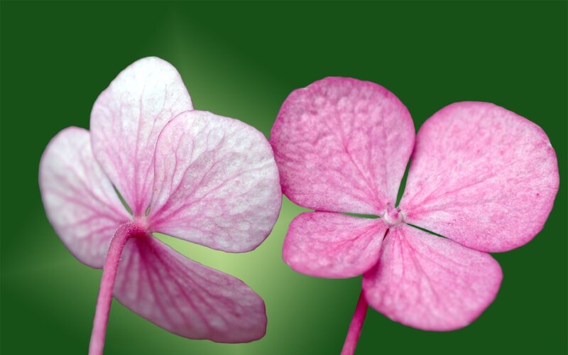 Two Pink Hydrangea Flowers