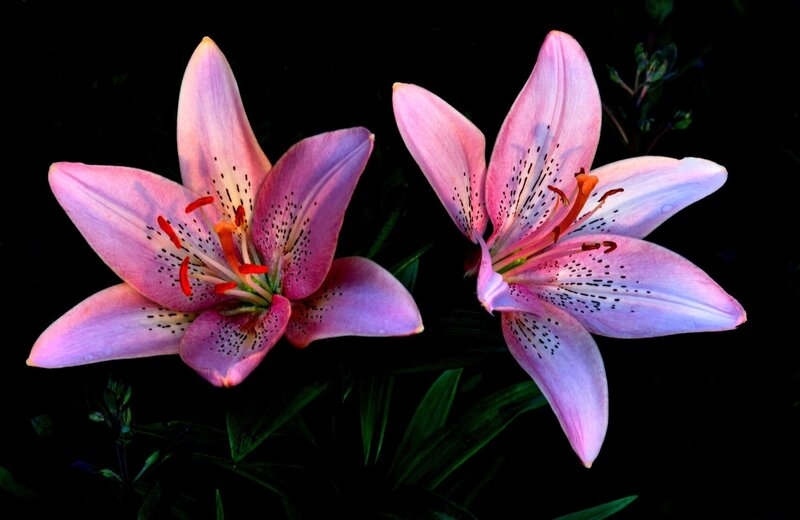 Two Pink Lilies — Dramatic
