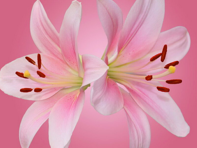 Two Pink Lilies