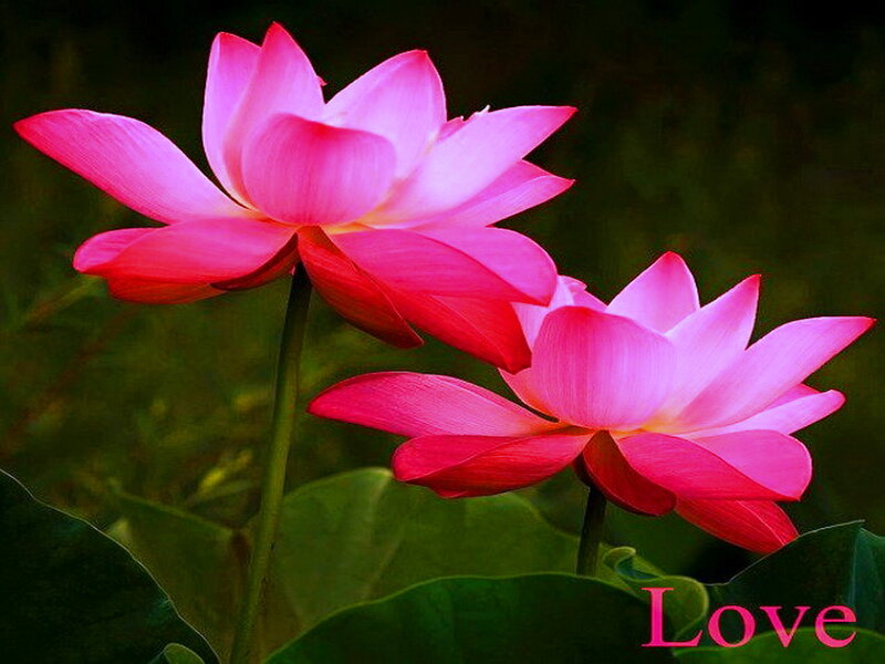 Two Pink Lotus Flowers — Serene, Photograph