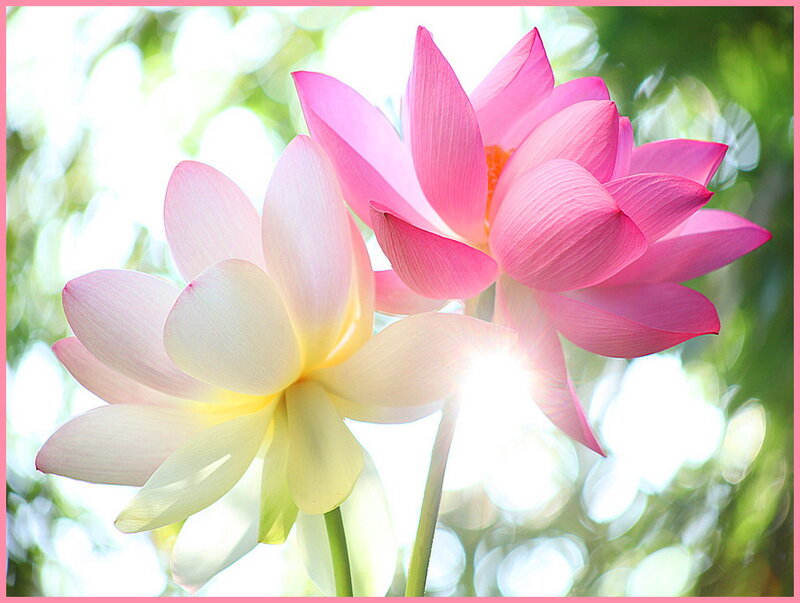 Two Pink Lotus Flowers — Serene