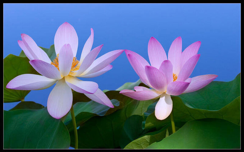 Two pink lotus flowers