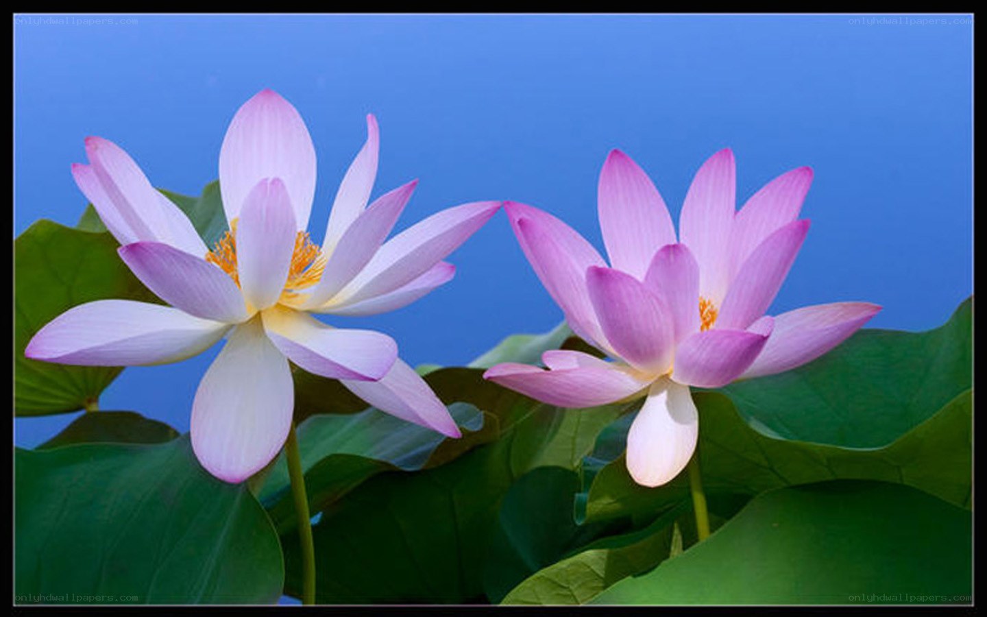 Two pink lotus flowers