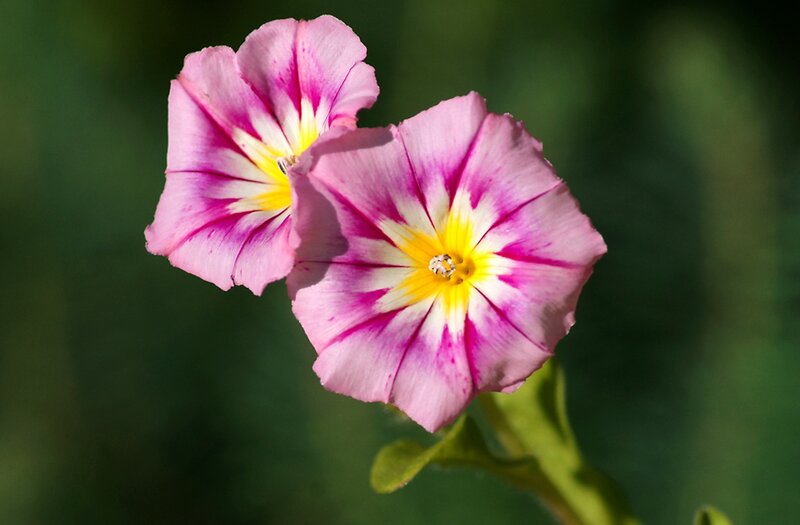 Two Pink Morning Glories — Serene