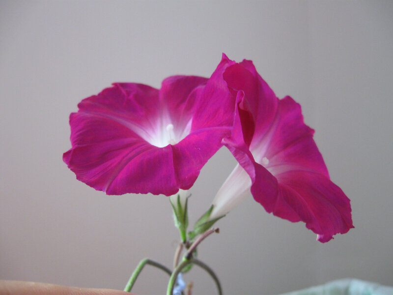 Two Pink Morning Glories